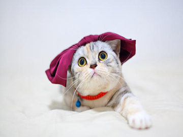 详细阅读:布偶猫吃什么营养?布偶猫不能吃什么? 布偶猫吃什么营养?布偶猫不能吃什么?